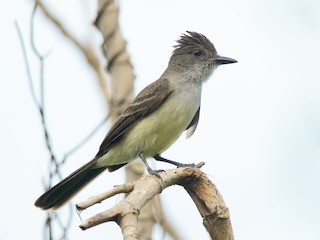 脚付きシエッポ FLYCATCHER w.foot SIEPPO Yellow-footed Flycatcher