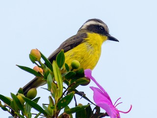  - Three-striped Flycatcher