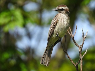  - Variegated Flycatcher