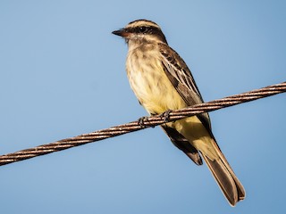  - Variegated Flycatcher