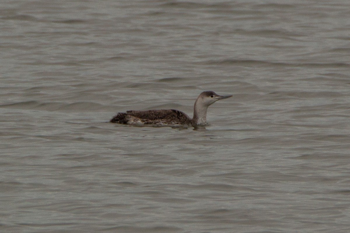 Red-throated Loon - ML95501931
