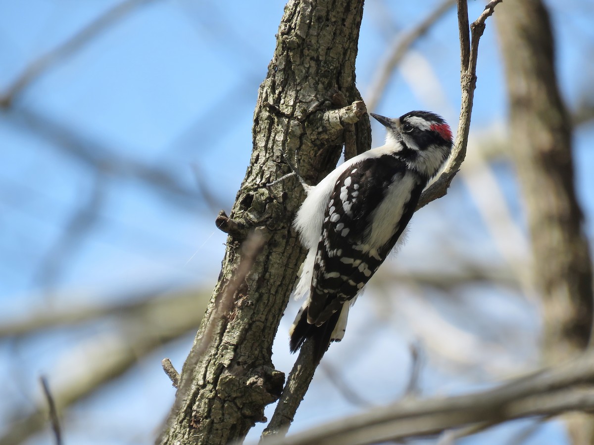 Downy Woodpecker - ML95504421