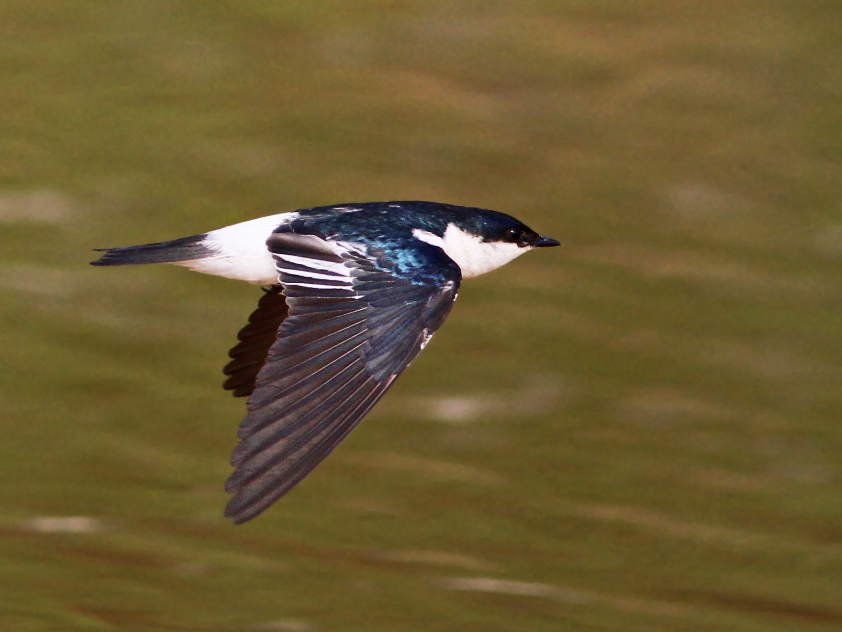 White-winged Swallow - Ian Davies