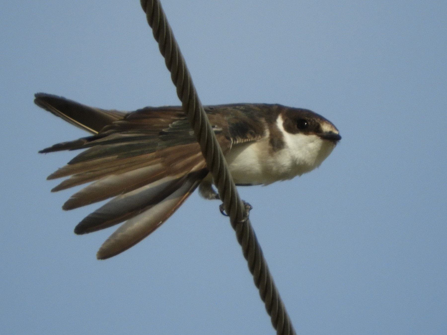 Golondrina Ceja Blanca - Silvia Enggist