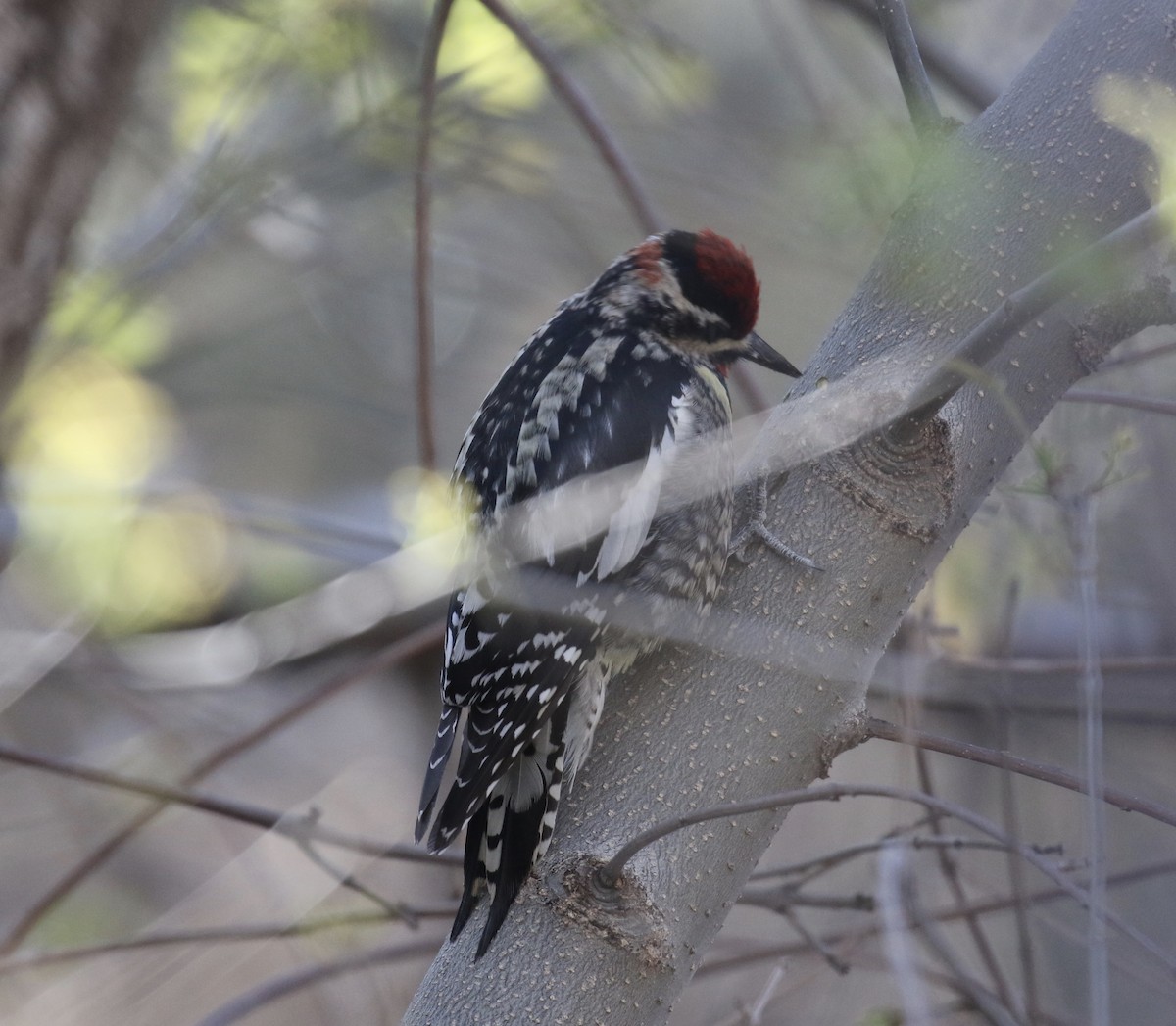 Red-naped Sapsucker - Victor Stoll