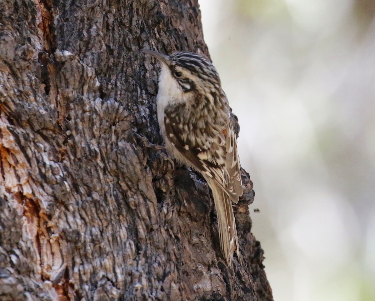 Brown Creeper - Victor Stoll