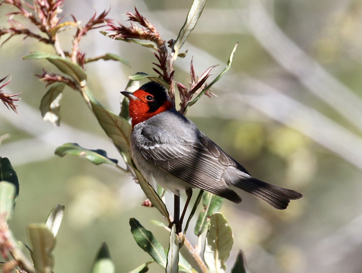 Red-faced Warbler - Victor Stoll