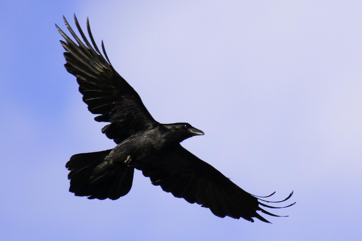 Common Raven - ML95516211