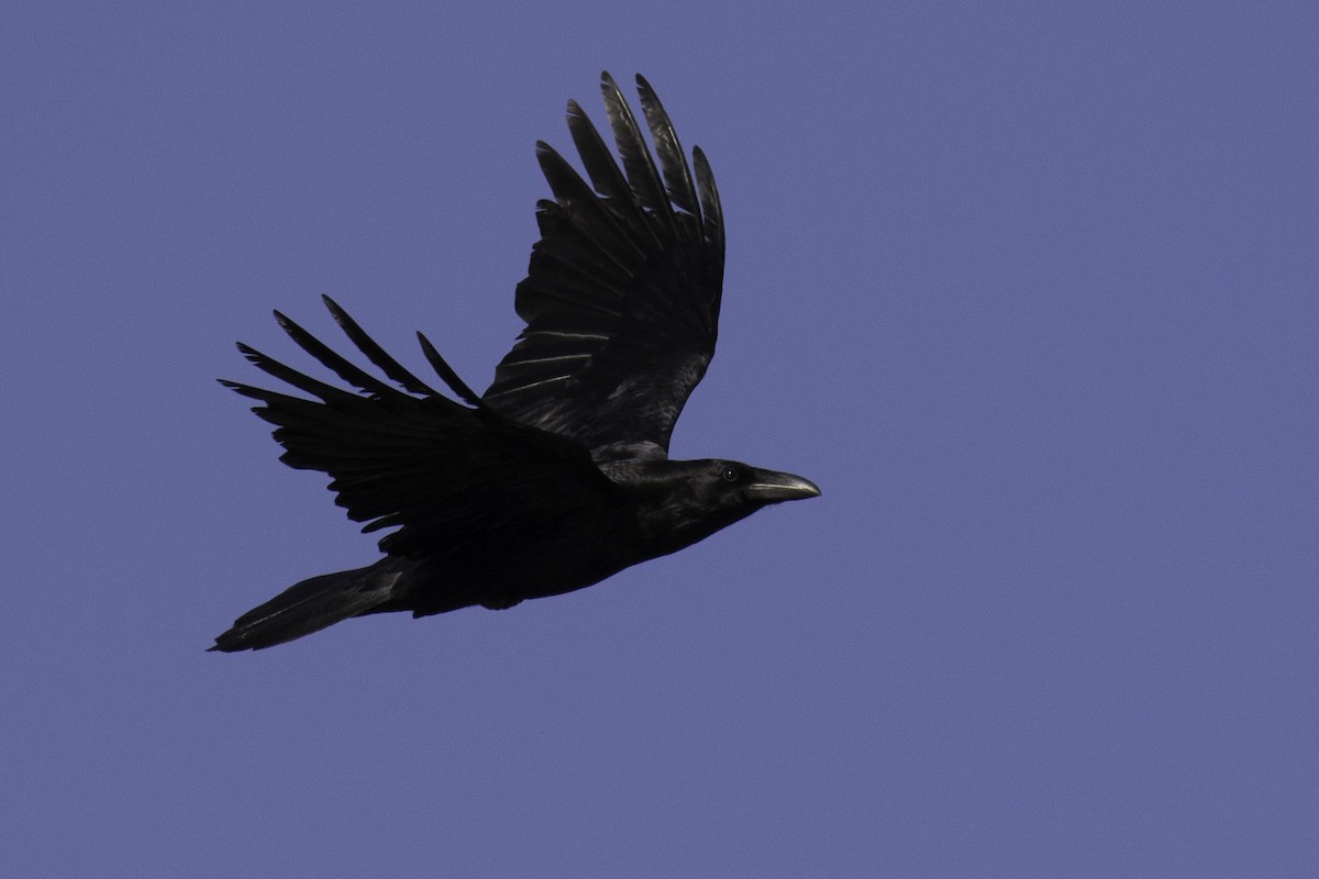 Common Raven - ML95516231
