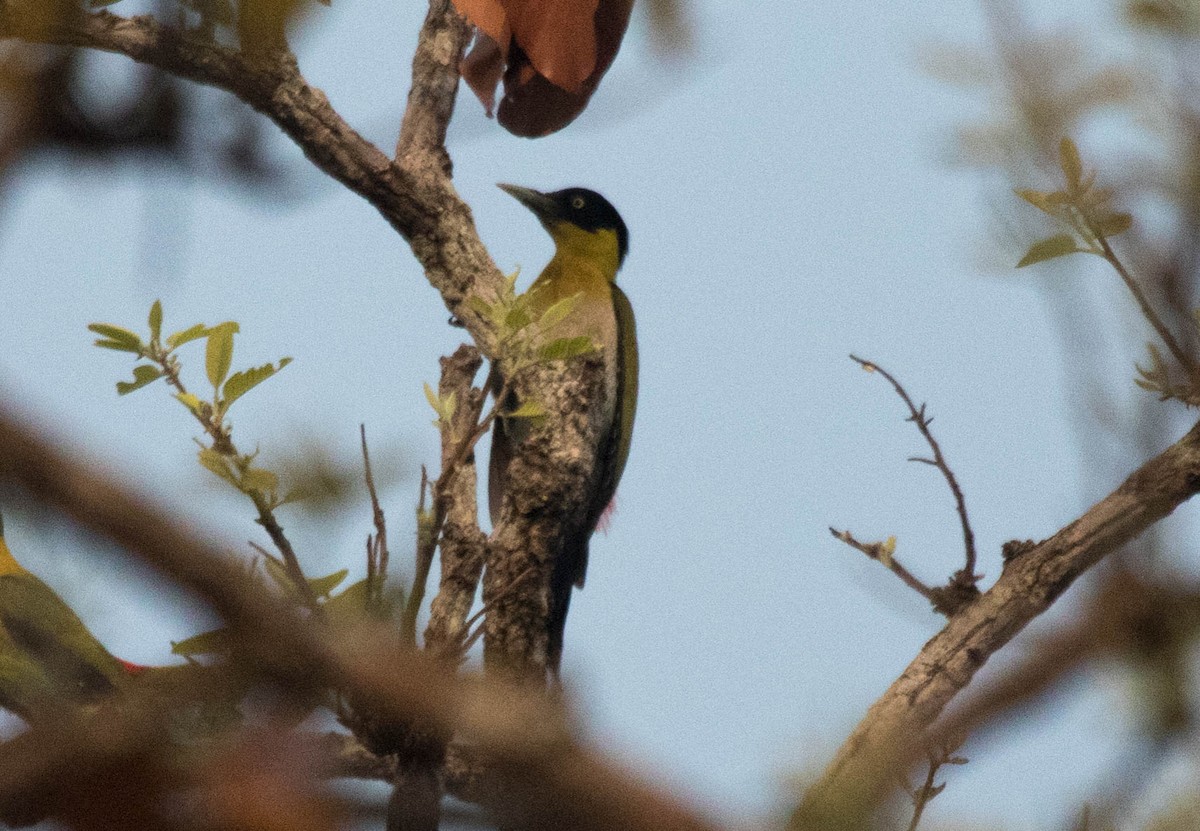 Black-headed Woodpecker - ML95520281