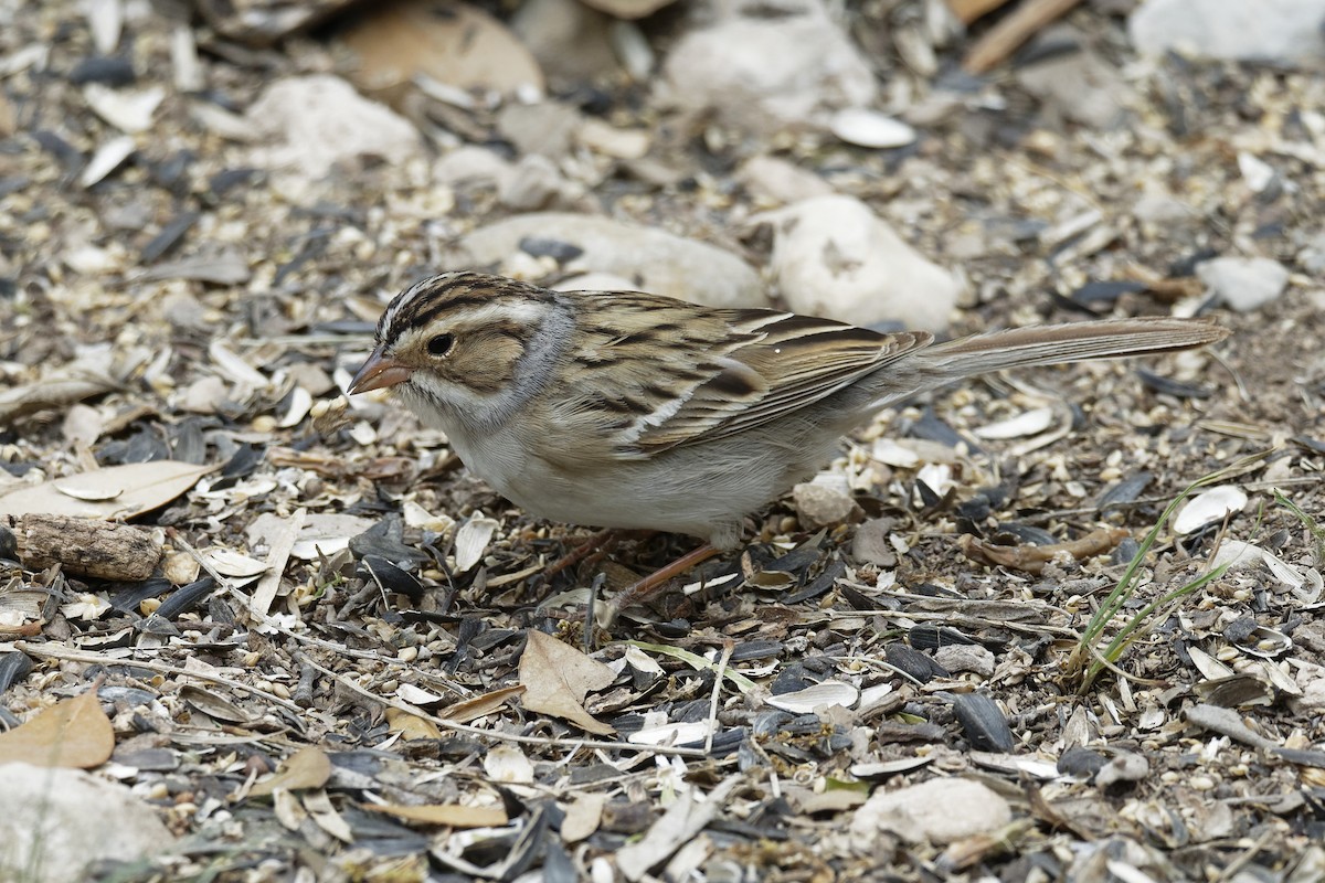 Clay-colored Sparrow - Dina Perry