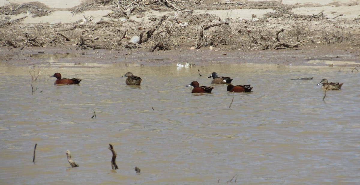 Blue-winged Teal - ML95521671