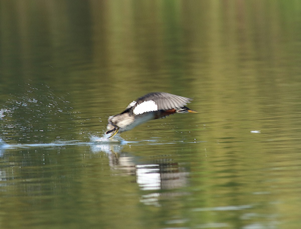 Red-necked Grebe - ML95521841
