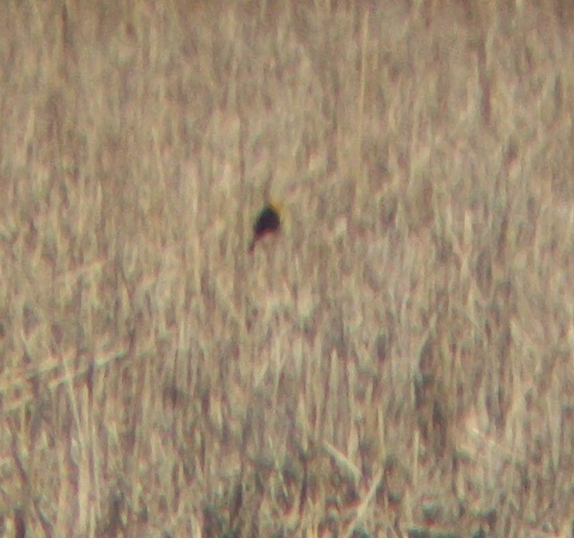 Yellow-headed Blackbird - ML95531151