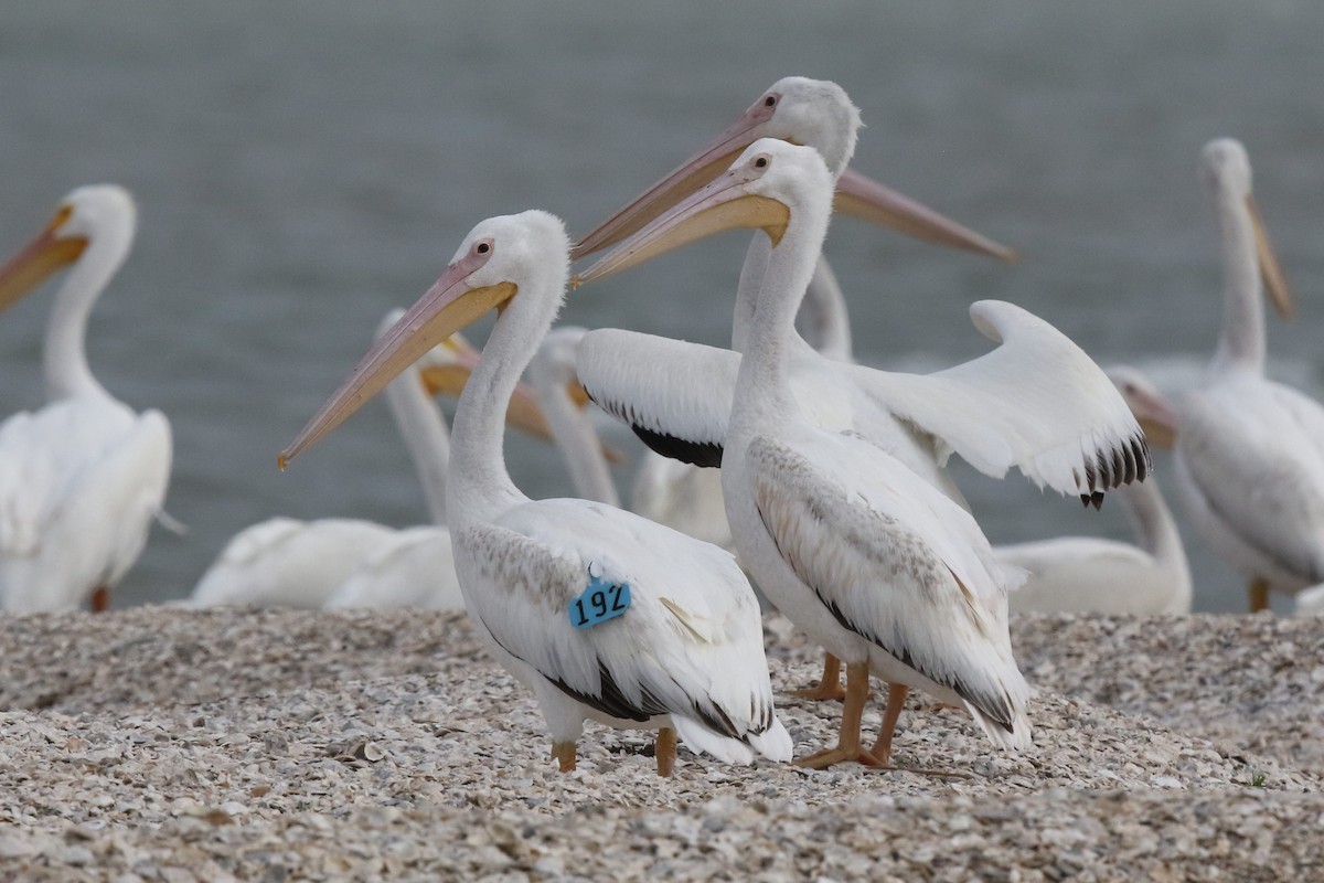 American White Pelican - Bob Friedrichs