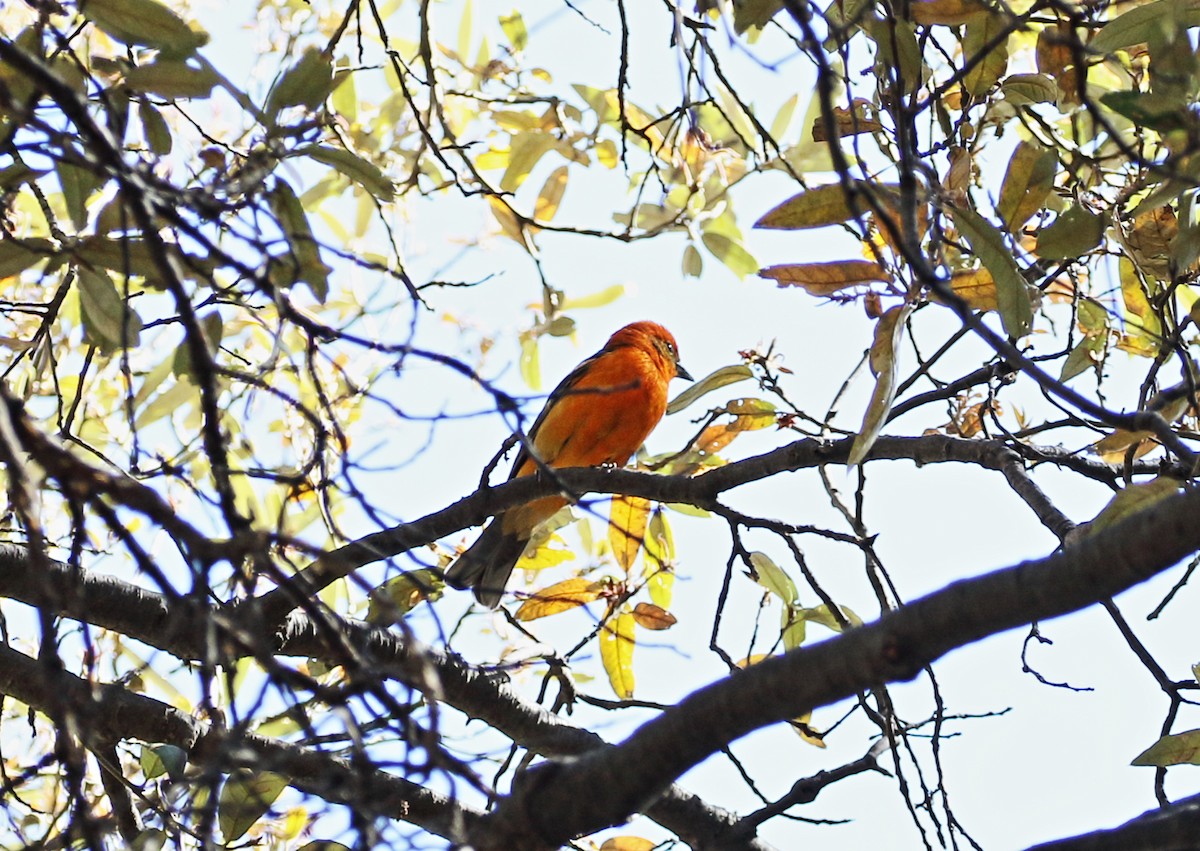 Flame-colored Tanager - Christopher Escott