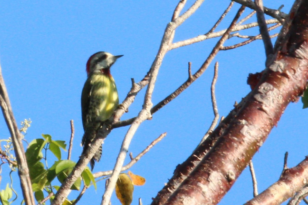 Cuban Green Woodpecker - ML95537251