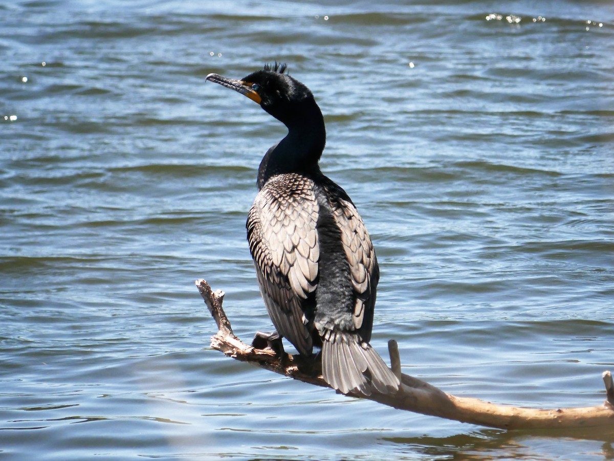 Double-crested Cormorant - Judy Rudolph