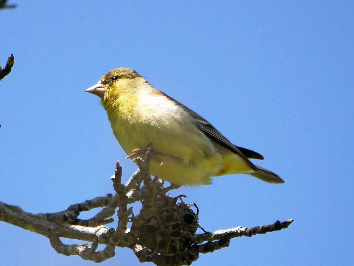 Lesser Goldfinch - Judy Rudolph