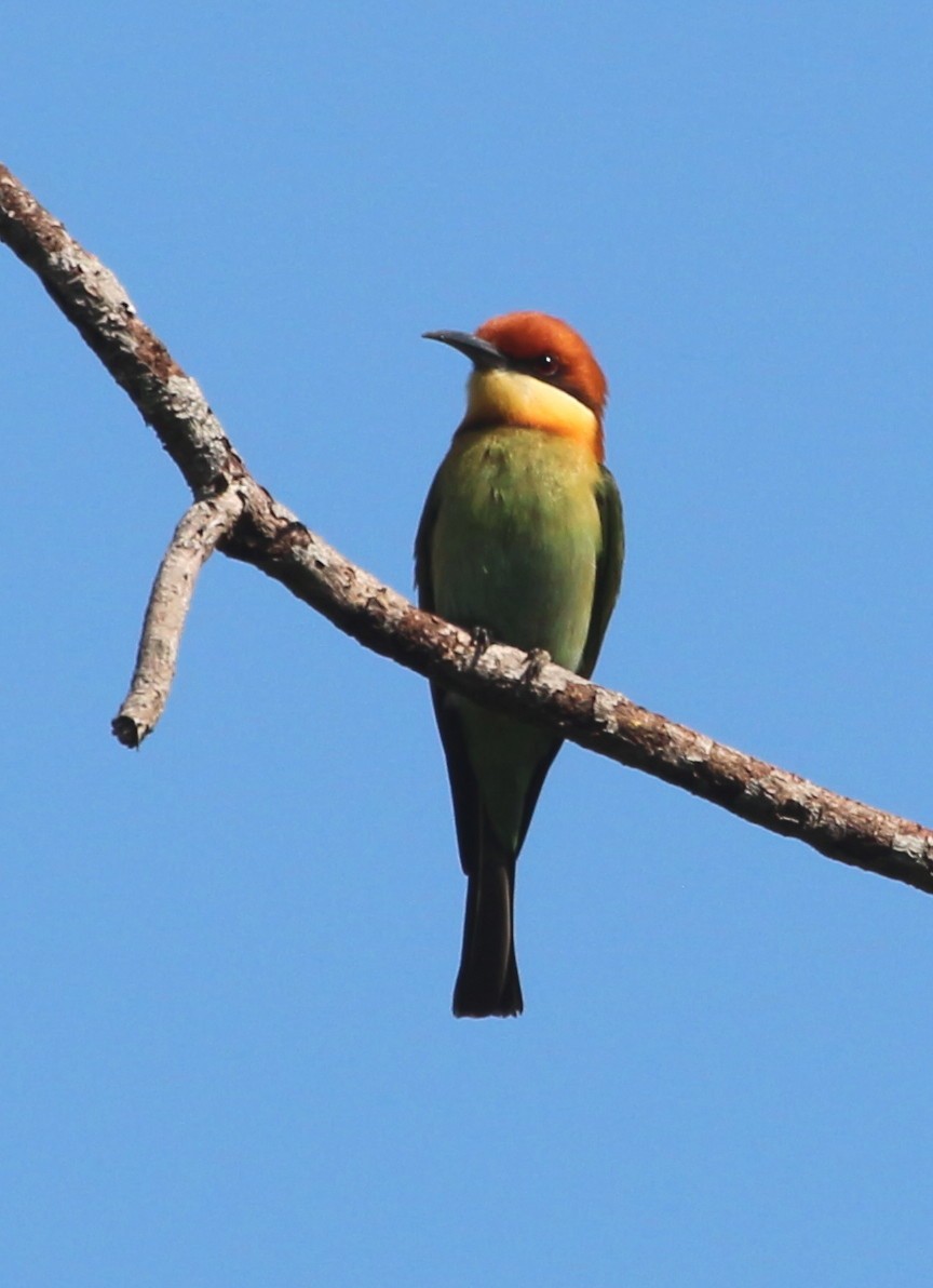 Chestnut-headed Bee-eater - John Drummond