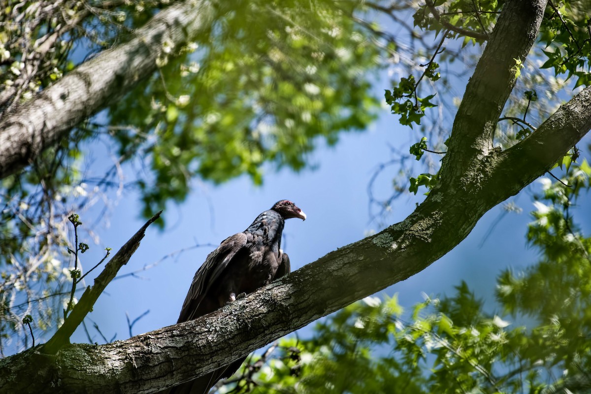 Turkey Vulture - Roy Copeland