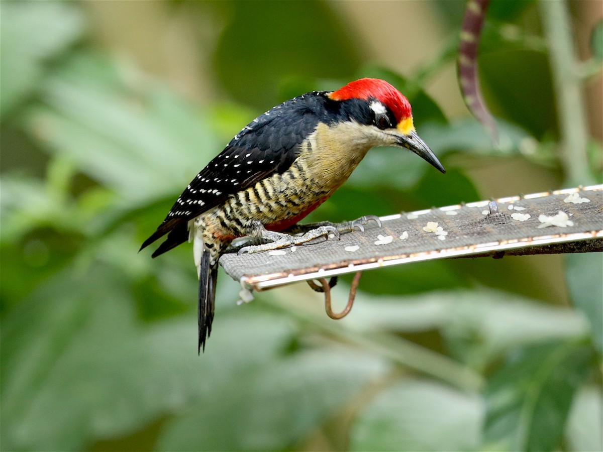 Black-cheeked Woodpecker - Aaron Maizlish