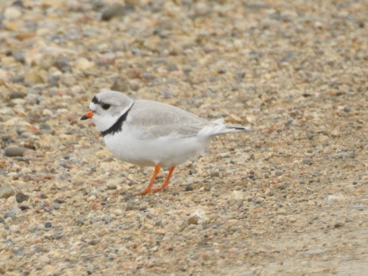 Piping Plover - ML95540011