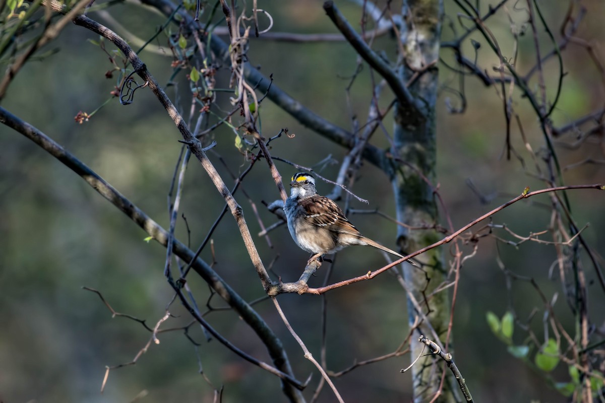 White-throated Sparrow - Roy Copeland