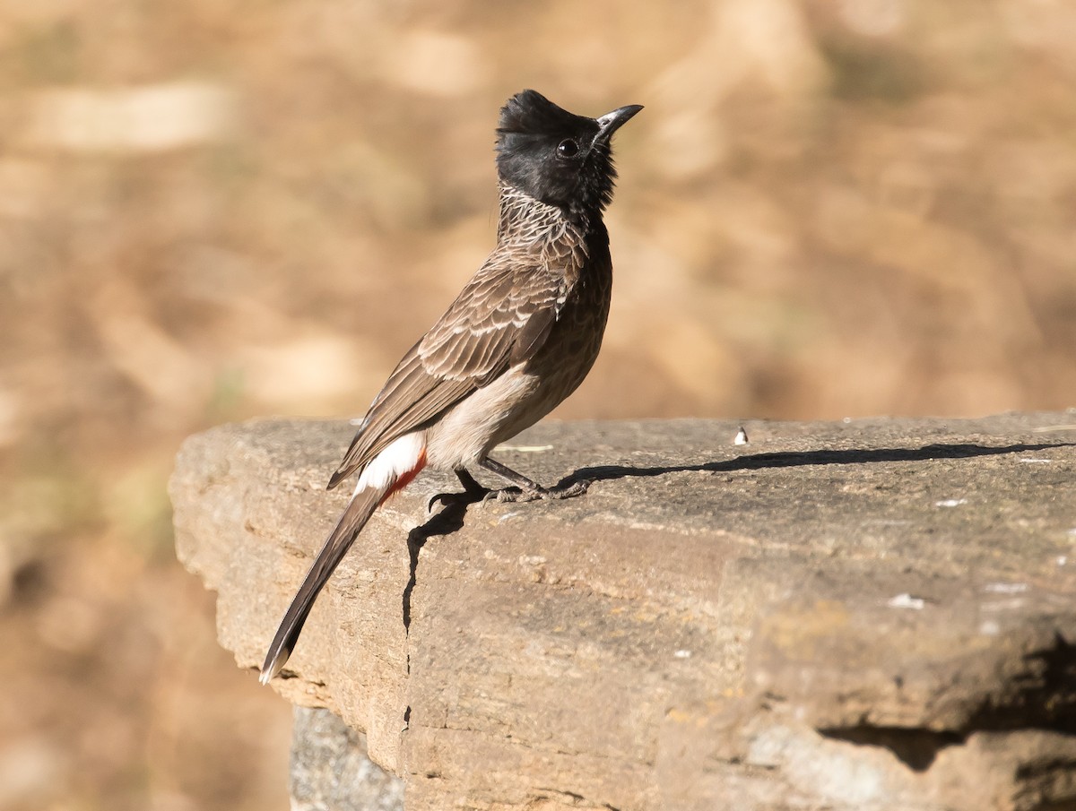 Red-vented Bulbul - ML95541401