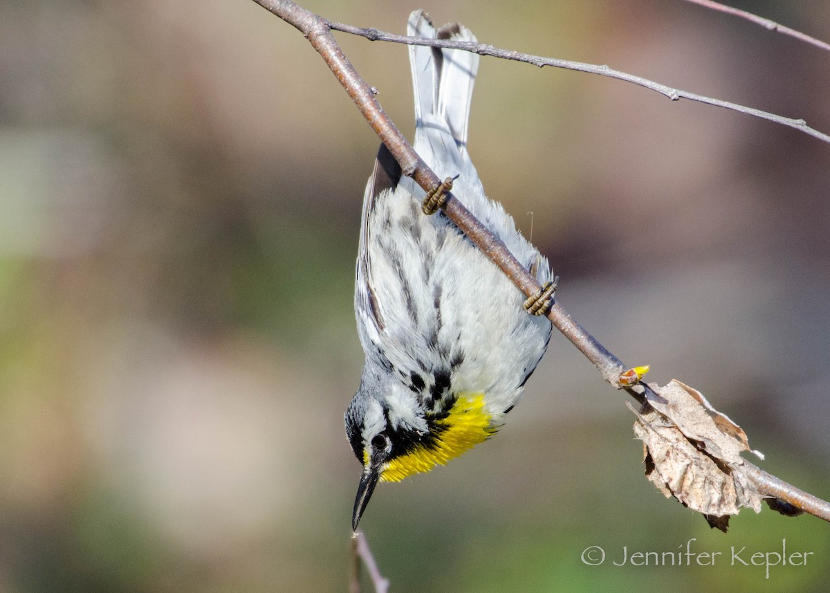 Yellow-throated Warbler - Jennifer Kepler