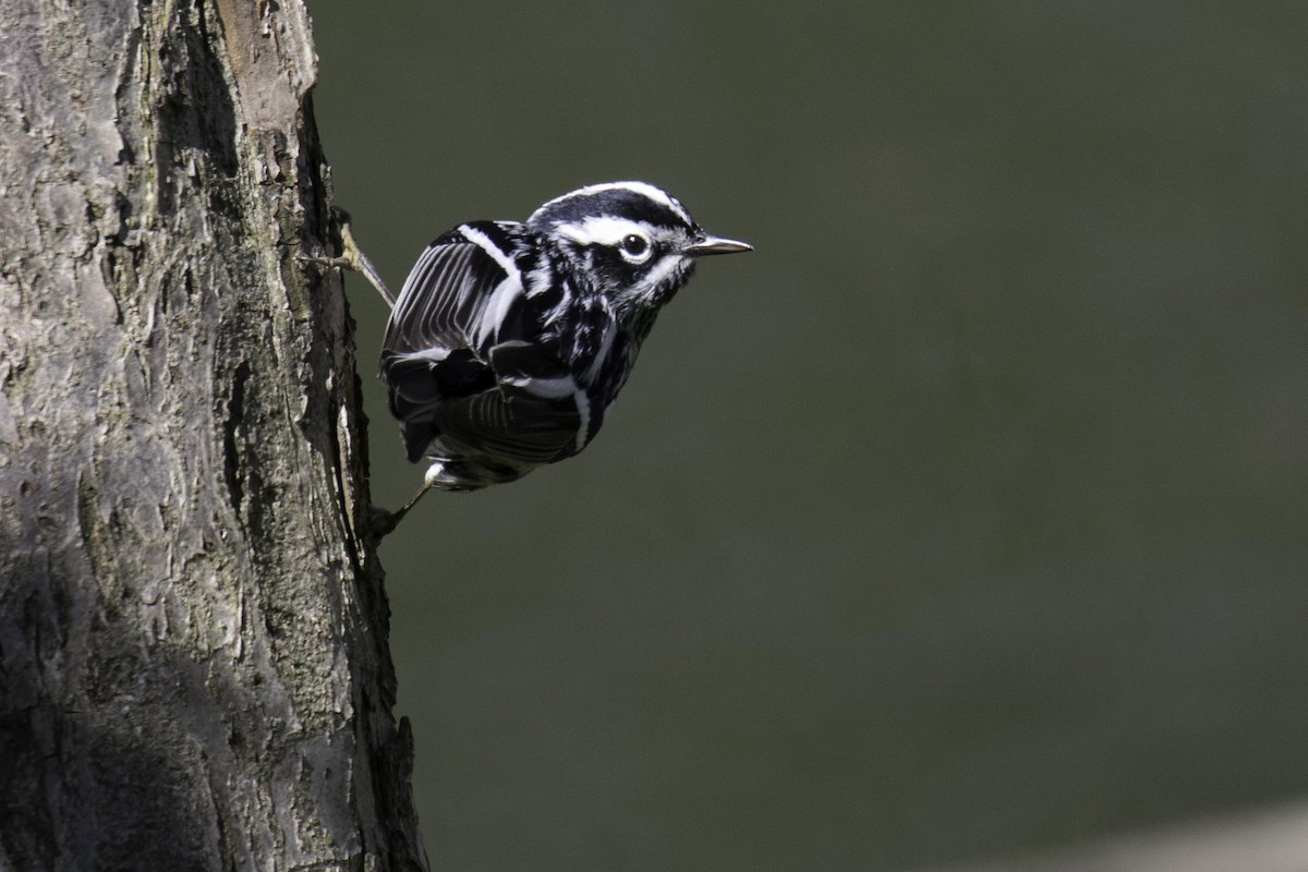 Black-and-white Warbler - ML95544001