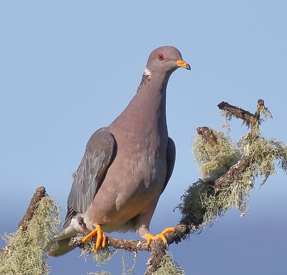 Band-tailed Pigeon - ML95544781