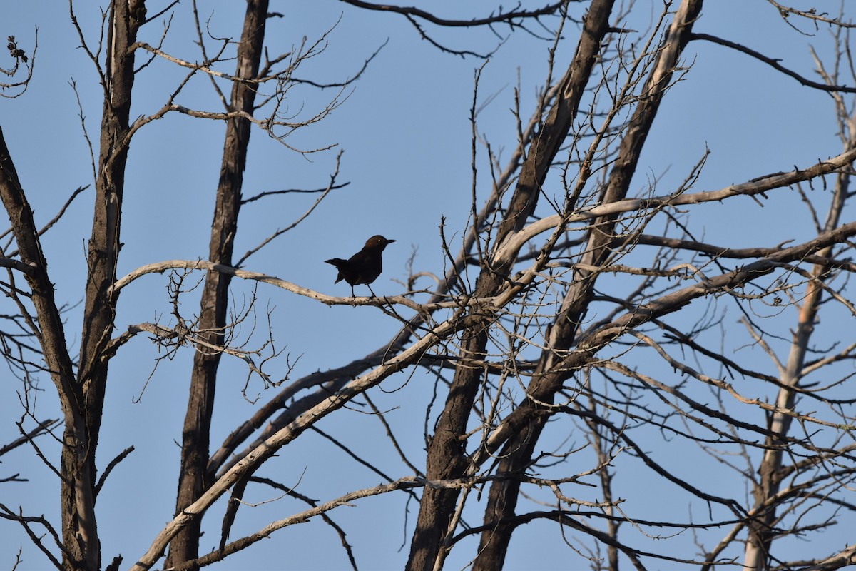 Eurasian Blackbird - Tod Spencer