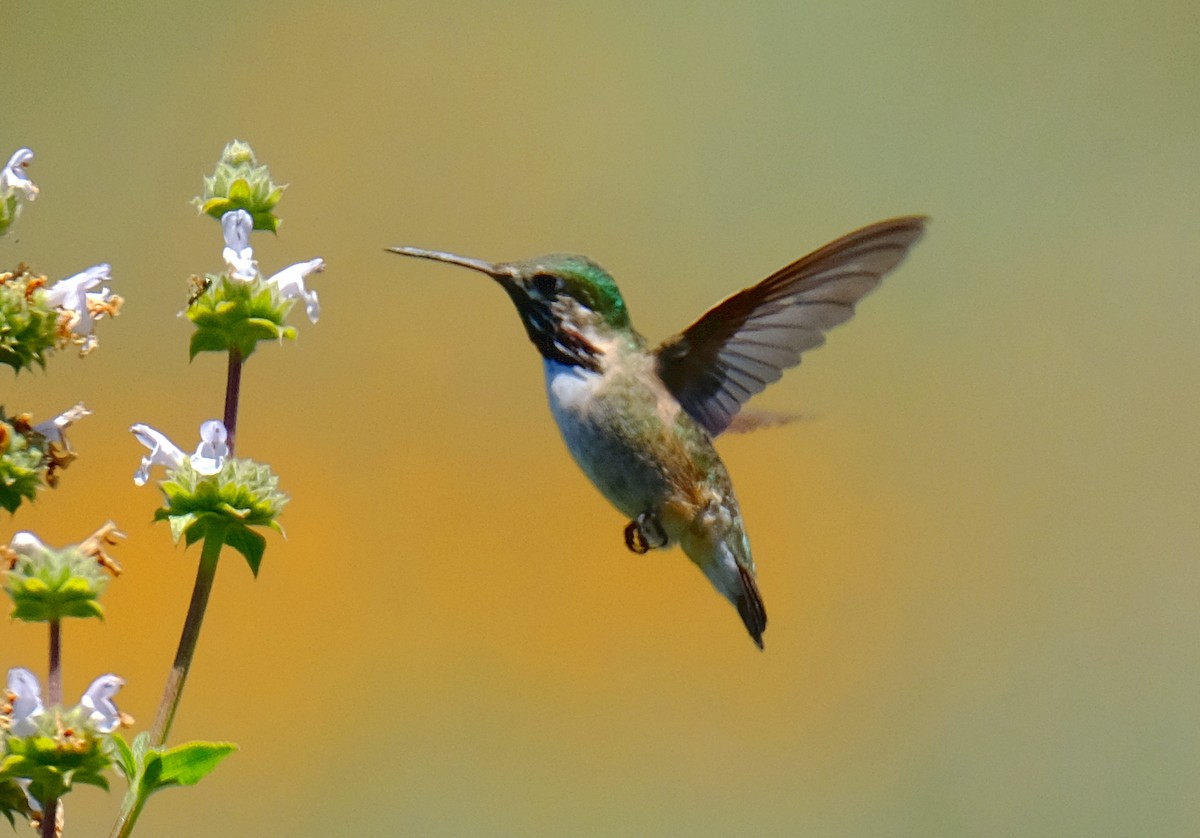 Calliope Hummingbird - David Zittin