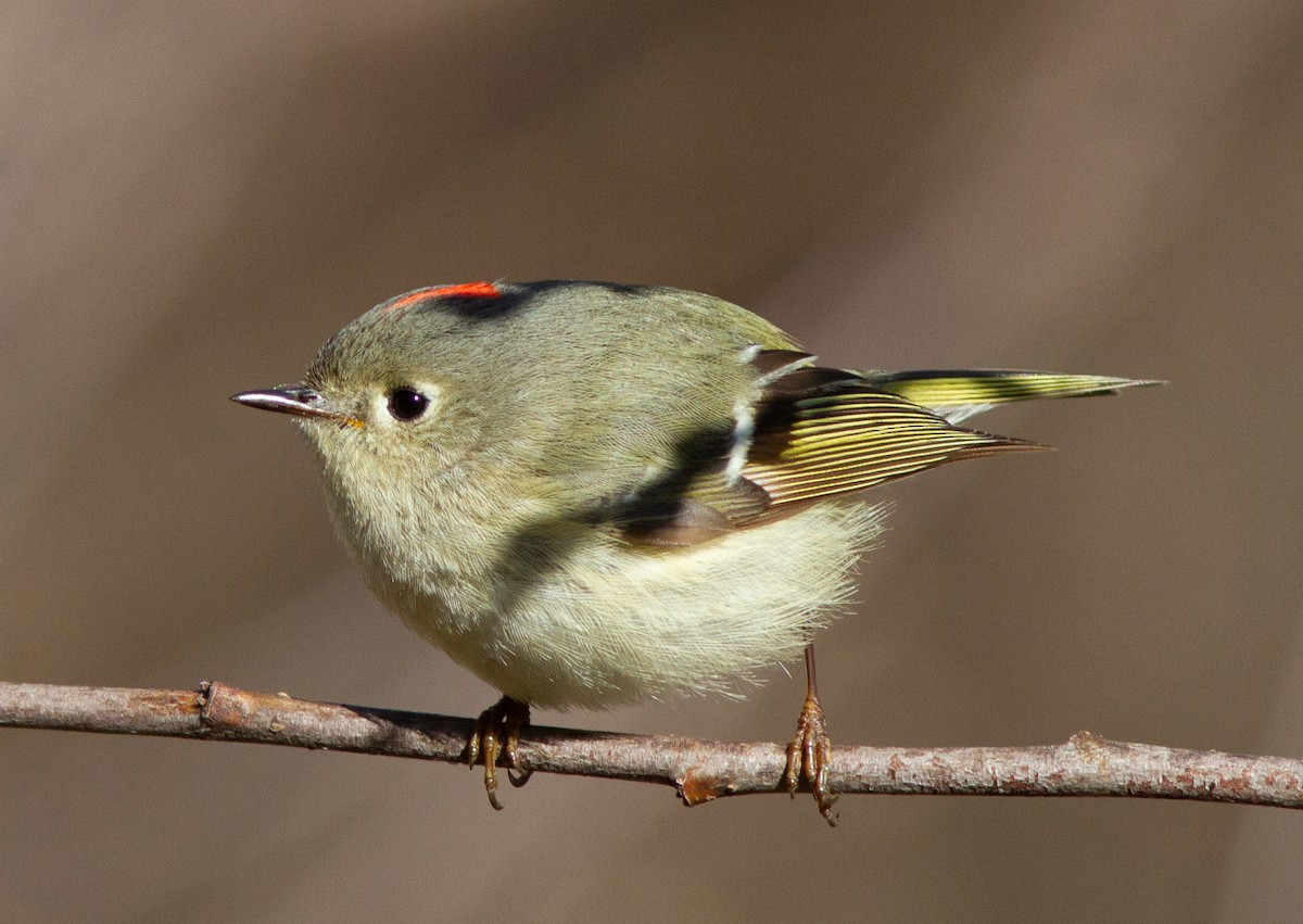 Ruby-crowned Kinglet - Jason Forbes
