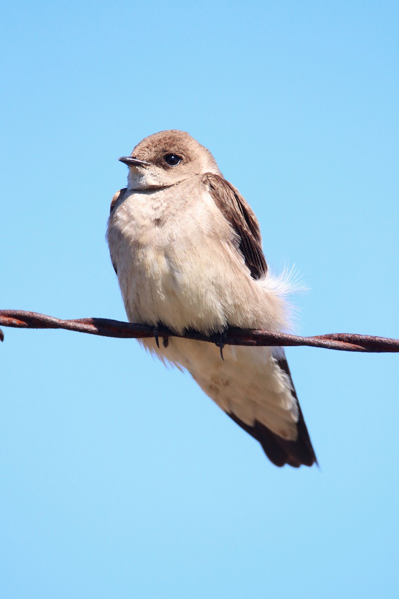 Northern Rough-winged Swallow - Dennis  Dirigal