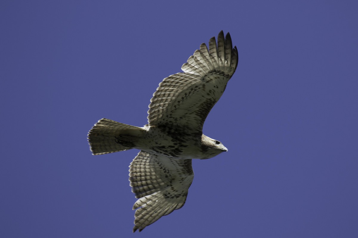 Red-tailed Hawk - Marc Brawer