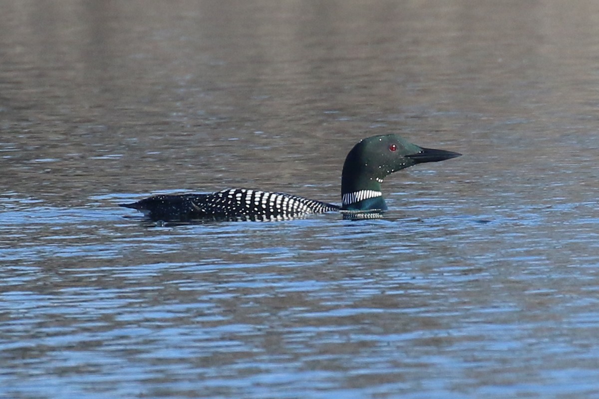 Common Loon - Aneil Shah