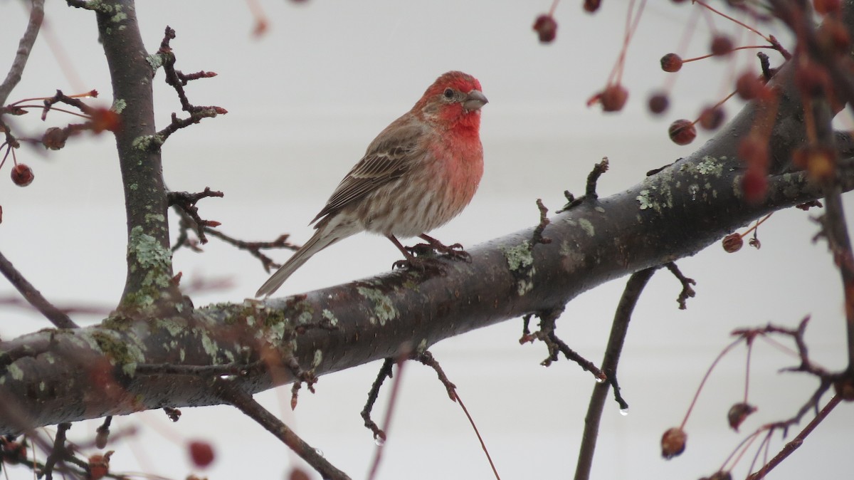 House Finch - Andrew Olive