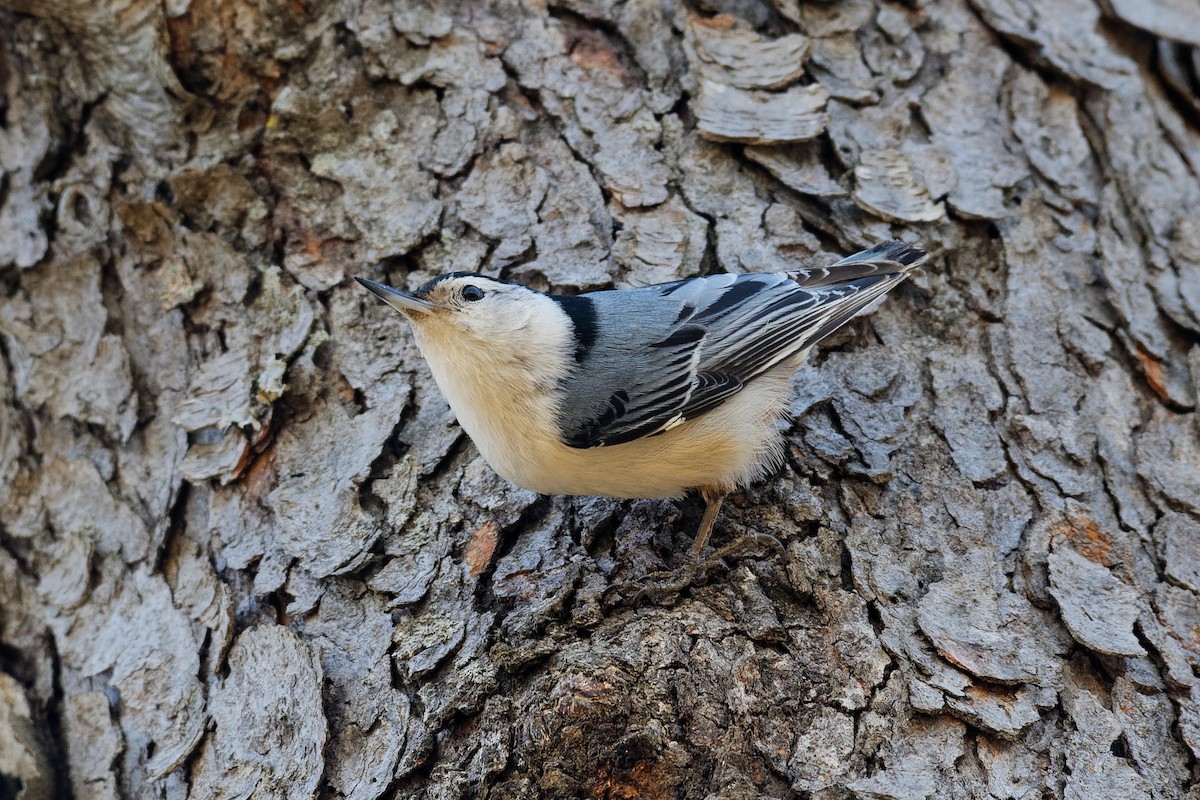 White-breasted Nuthatch - Don Danko