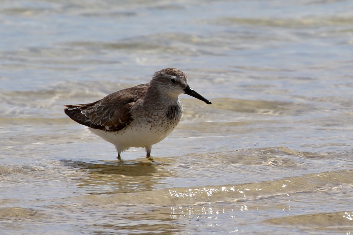 Red Knot - ML95564691