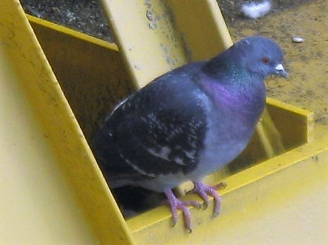 Rock Pigeon (Feral Pigeon) - Mark Fitzsimmons