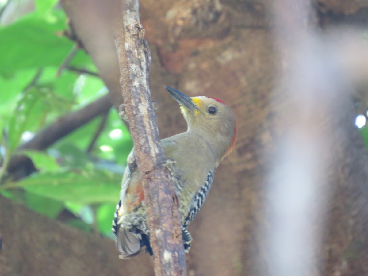Yucatan Woodpecker - ML95582951