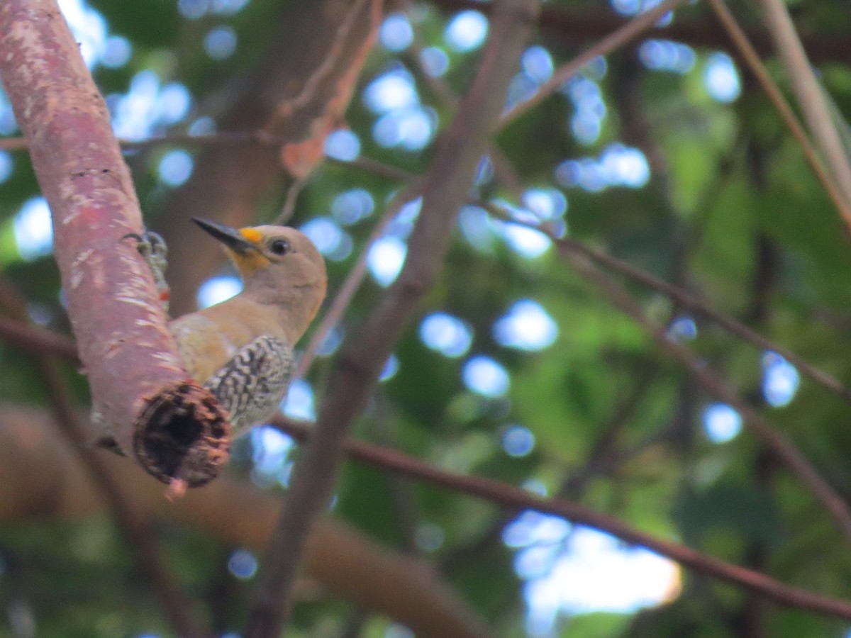Yucatan Woodpecker - ML95583011