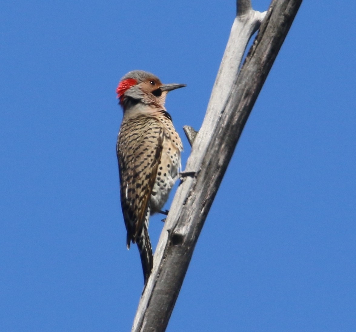 Northern Flicker (Yellow-shafted) - ML95583451