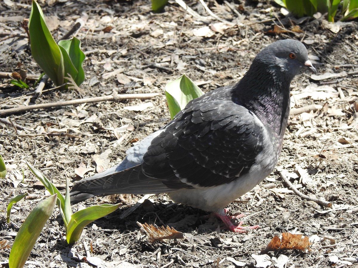 Rock Pigeon (Feral Pigeon) - ML95583701