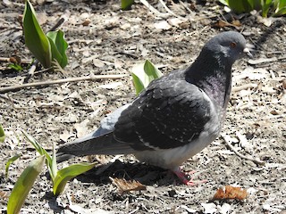 Rock Pigeon (Feral Pigeon), ML95583701