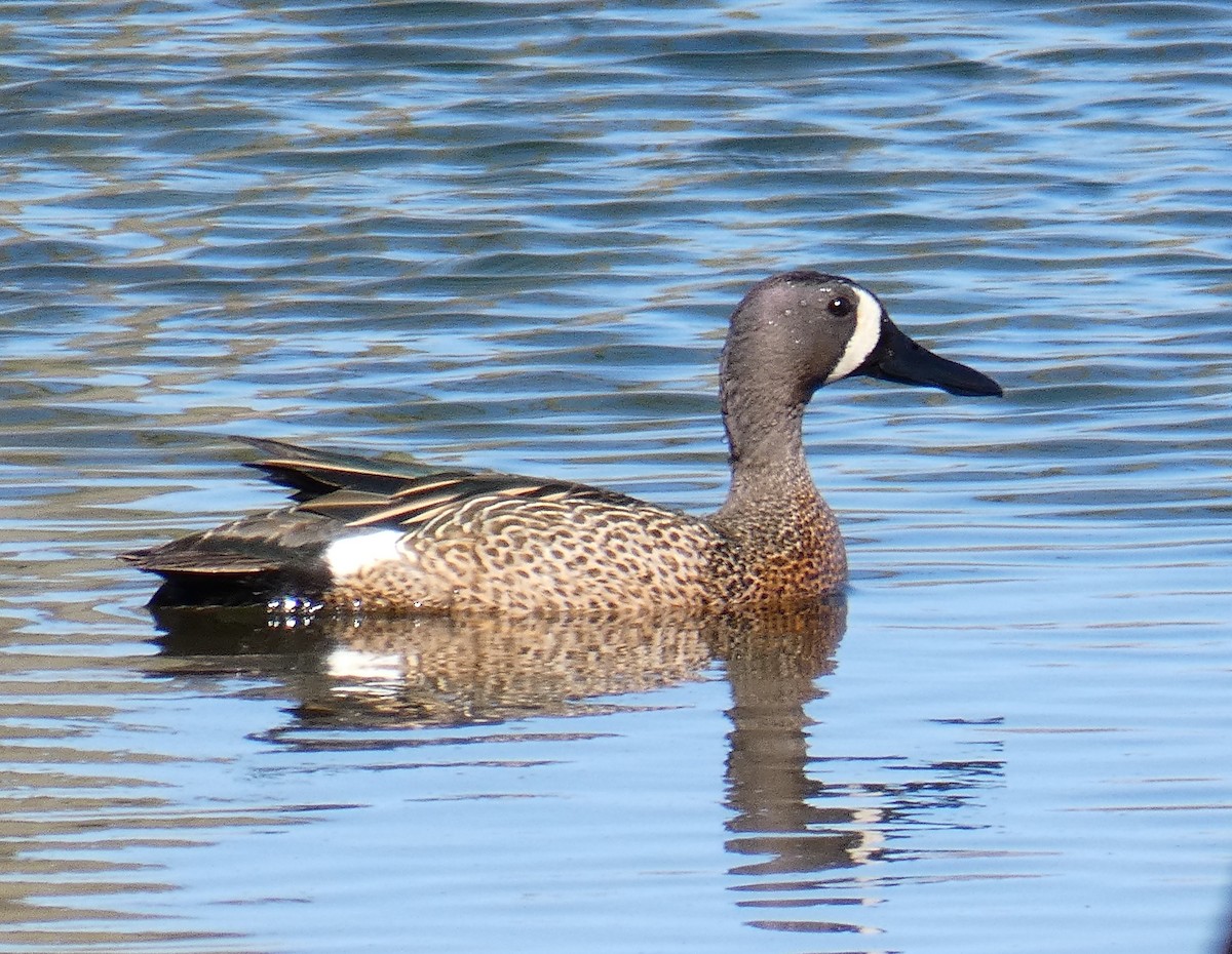 Blue-winged Teal - Larry Theller
