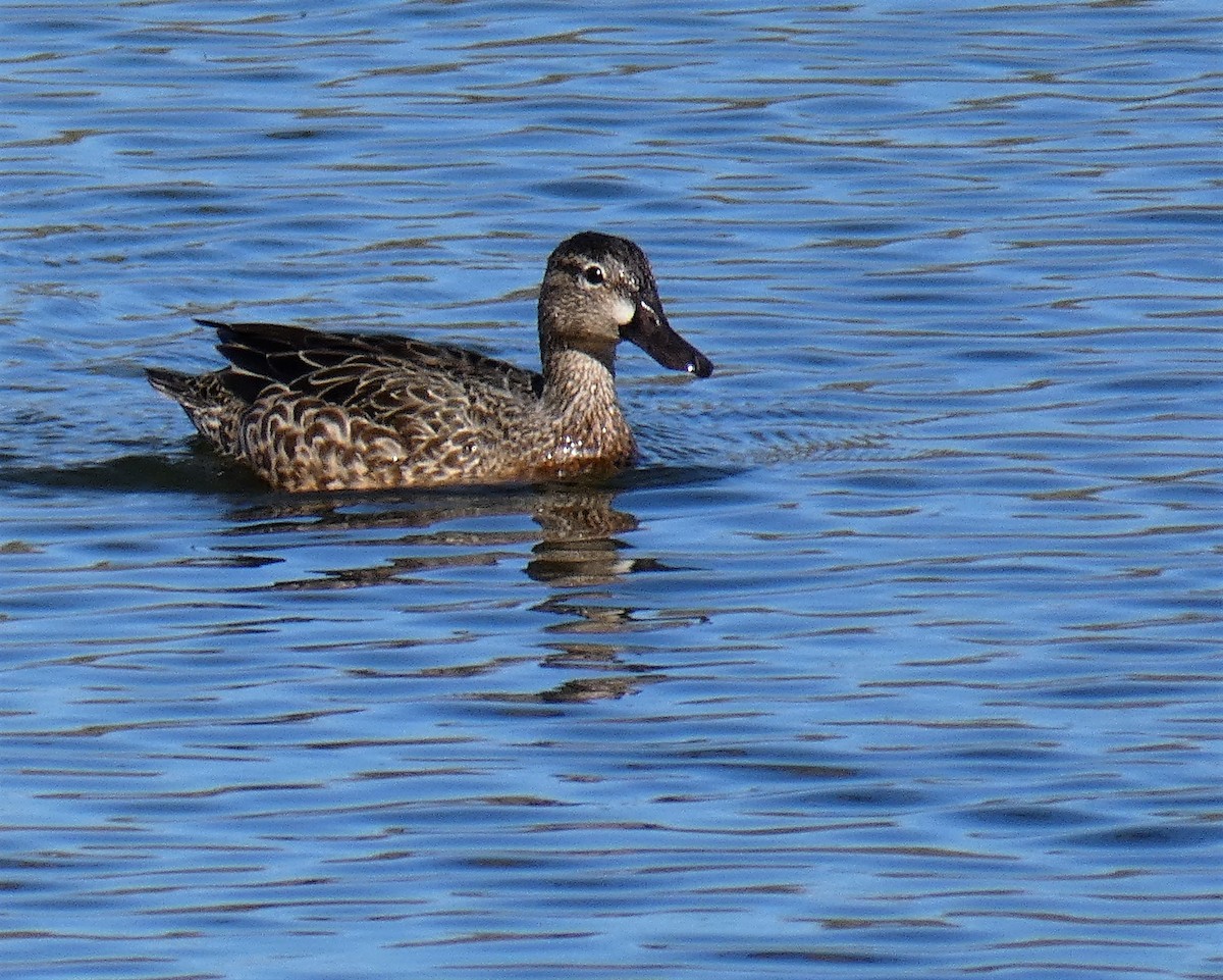 Blue-winged Teal - ML95586831