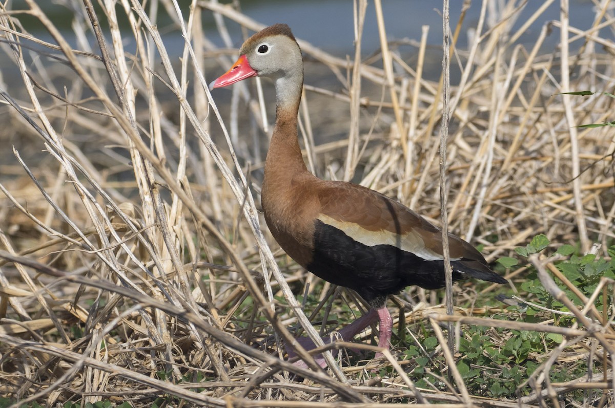 Black-bellied Whistling-Duck - Michael Todd